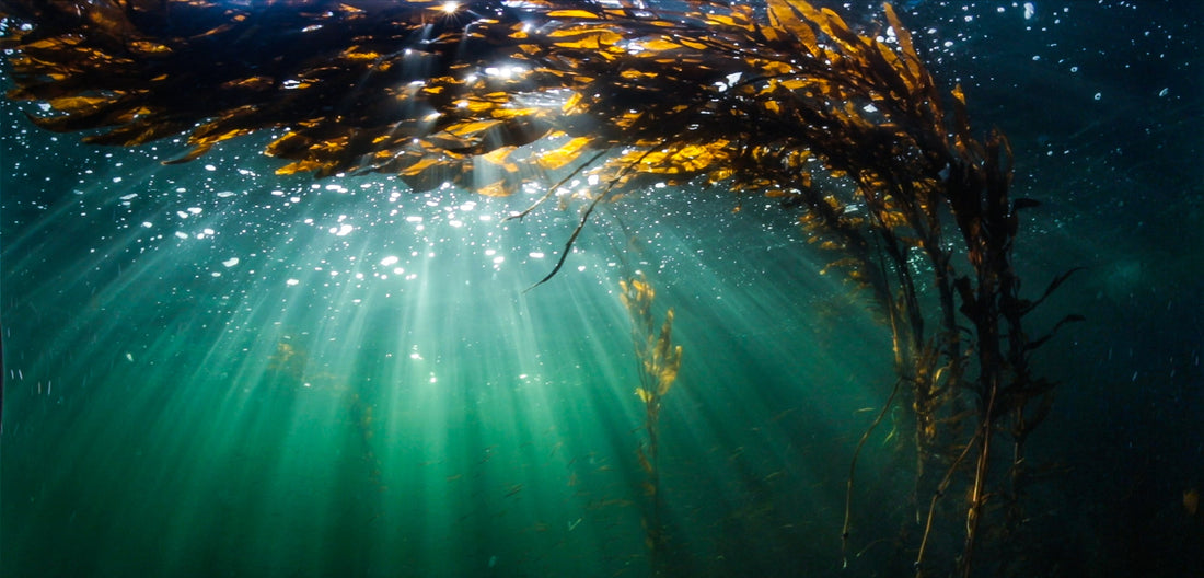 Why Process Matters: The Science & Sustainability Behind Storm-Tossed Kelp