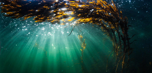 Why Process Matters: The Science & Sustainability Behind Storm-Tossed Kelp