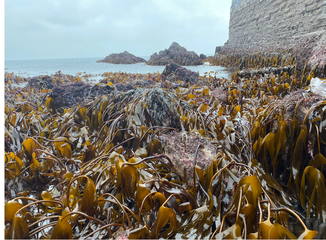 Understanding the 65+ Vitamin, Mineral and Trace Element Profile of Laminaria Digitata