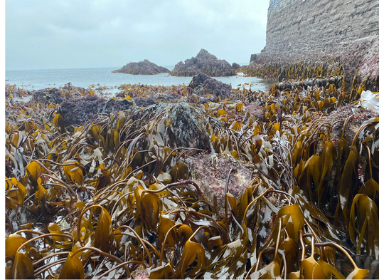 Understanding the 65+ Vitamin, Mineral and Trace Element Profile of Laminaria Digitata
