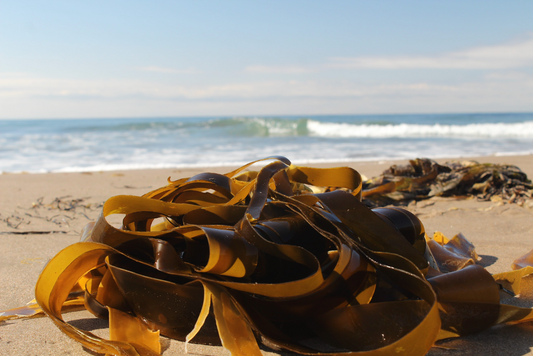 Discover Kelp: The Ocean Super Species Powering a Greener Future