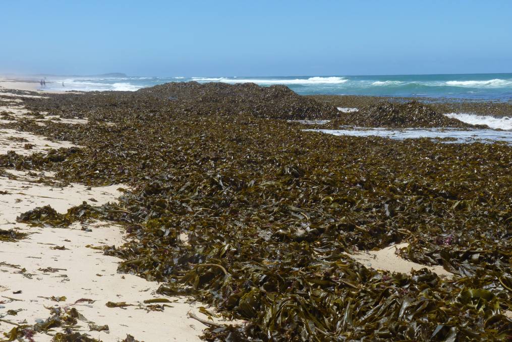 Laminaria digitata kelp naturally gathered along a rocky Atlantic coastline, with ocean waves and sandy shoreline in the background.