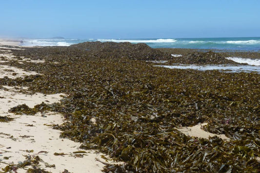 Laminaria digitata kelp naturally gathered along a rocky Atlantic coastline, with ocean waves and sandy shoreline in the background.